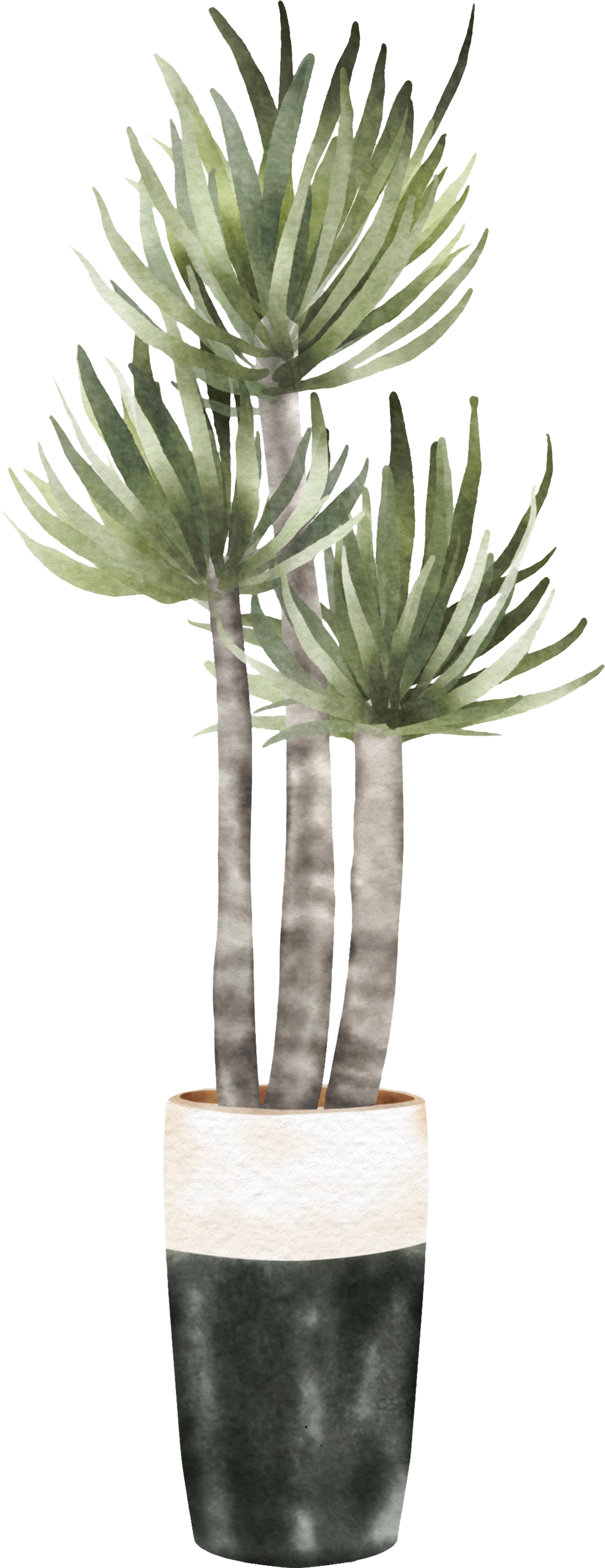 Decorative plant